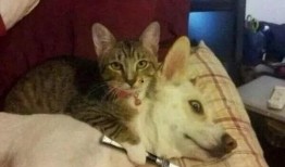 视频爆料狗狗,狗狗的神奇瞬间，萌态百出引网友热议